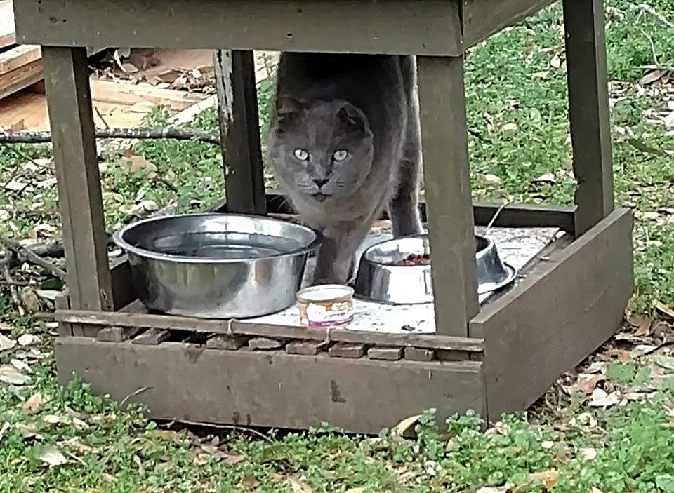 Colony Management TNR Texas